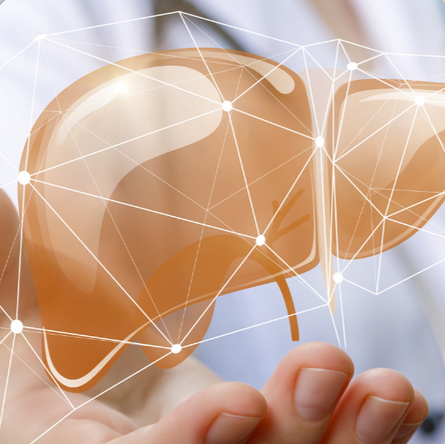 Изображение [Валерий Подрубаев] [Humberto 2.0] Печень забита жиром — как остановить тихого убийцу? (2025)